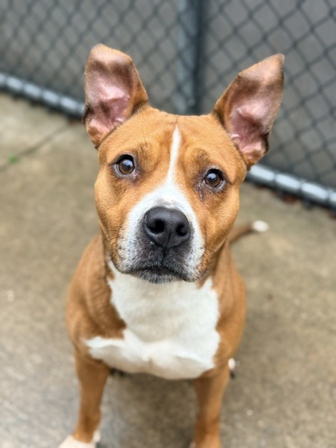 Blewis at Chicago Animal Care and Control