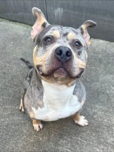 Lucci, adoptable American Pit Bull Terrier at Chicago Animal Care and Control