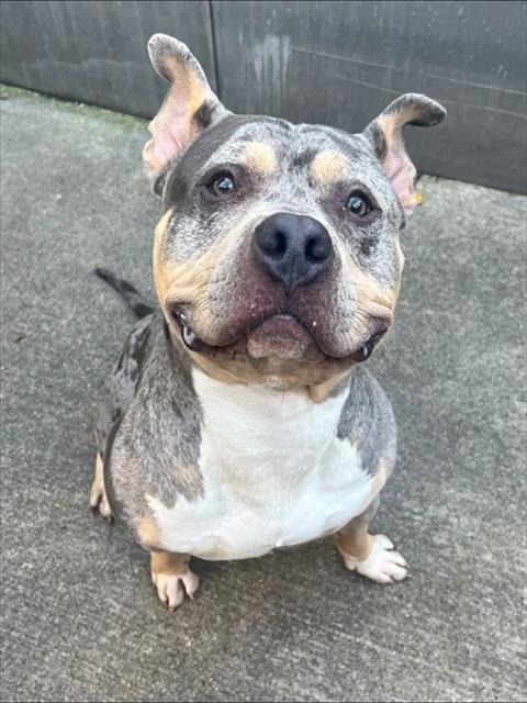 Lucci at Chicago Animal Care and Control