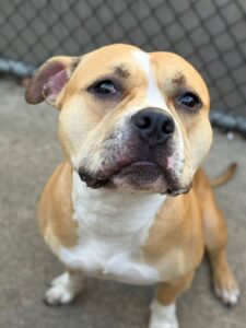 Big Hunk, adoptable American Pit Bull Terrier at Chicago Animal Care and Control