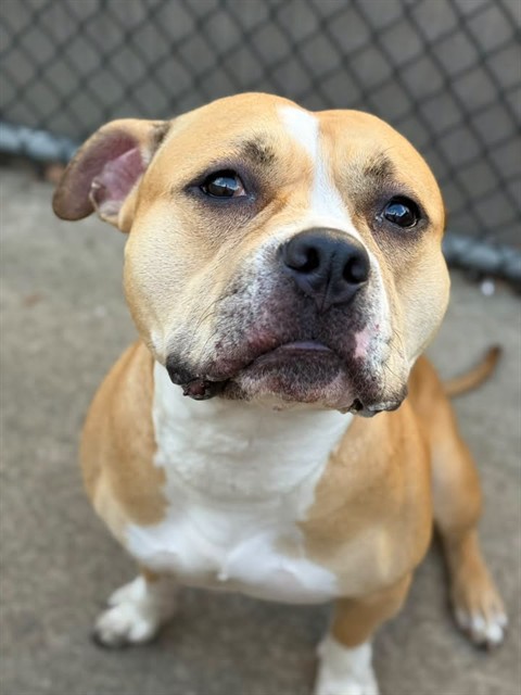 Big Hunk at Chicago Animal Care and Control