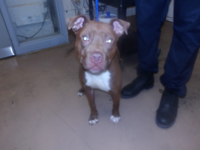 Nutella at Chicago Animal Care and Control