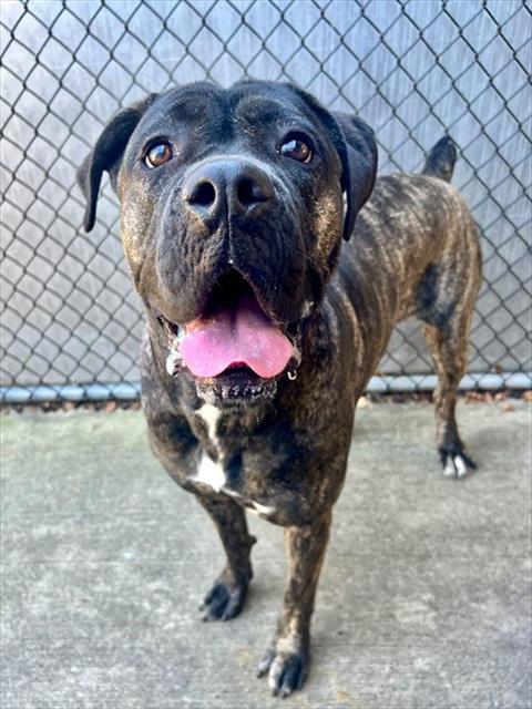 Poppy at Chicago Animal Care and Control