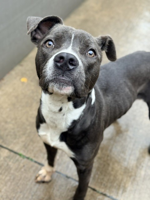 Moriah at Chicago Animal Care and Control