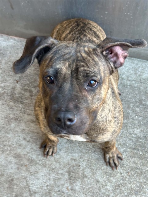 Jamboree at Chicago Animal Care and Control