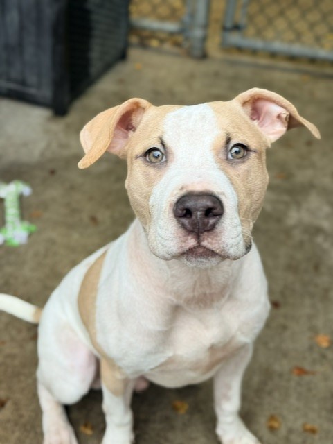 Mayonnaise at Chicago Animal Care and Control