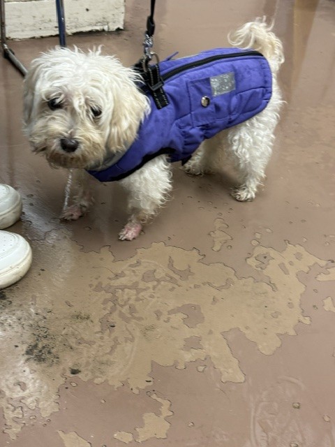 Zoey at Chicago Animal Care and Control