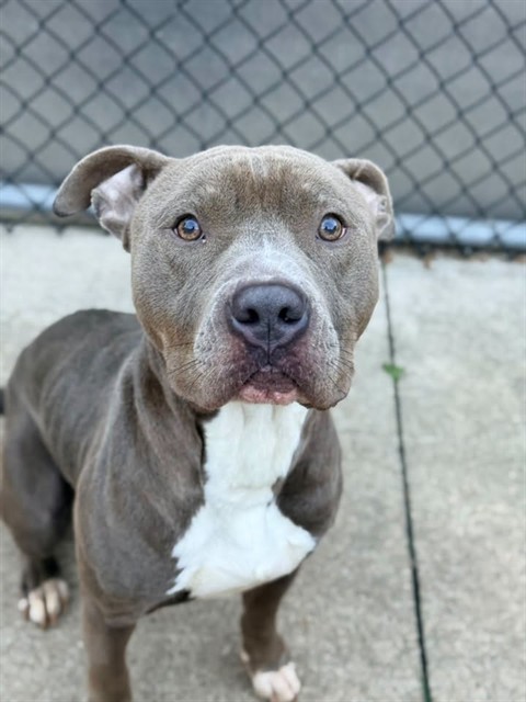 Thymos, adoptable American Pit Bull Terrier at Chicago Animal Care and Control
