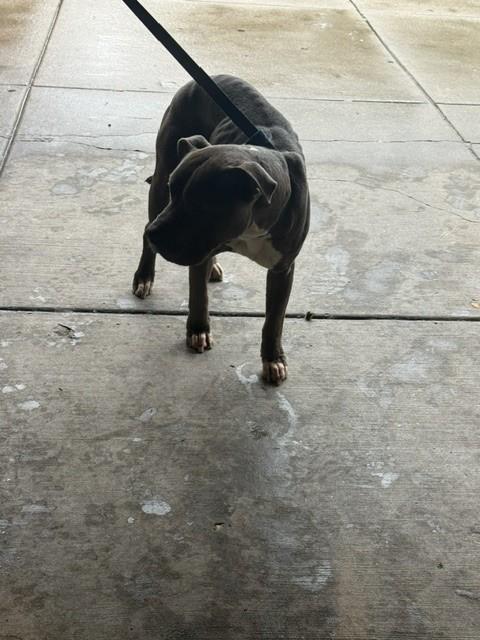 American Pit Bull Terrier at Chicago Animal Care and Control