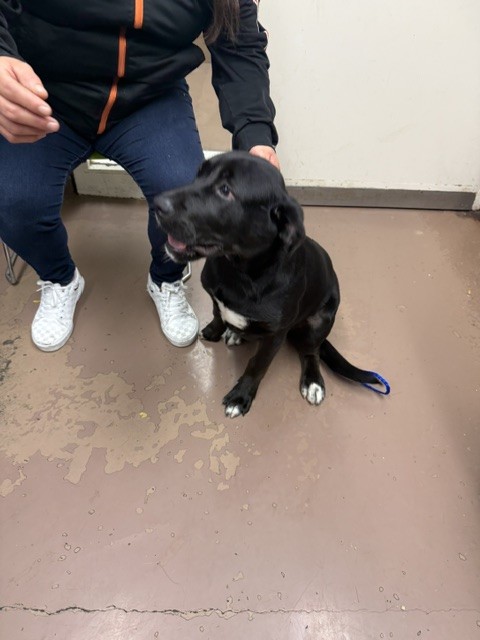 Labrador Retriever at Chicago Animal Care and Control