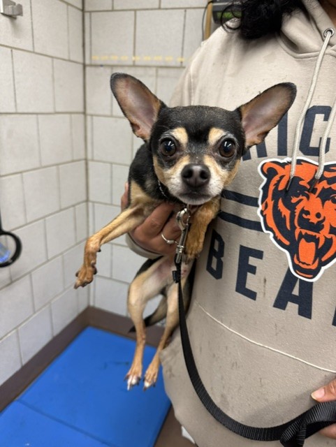 Chihuahua at Chicago Animal Care and Control