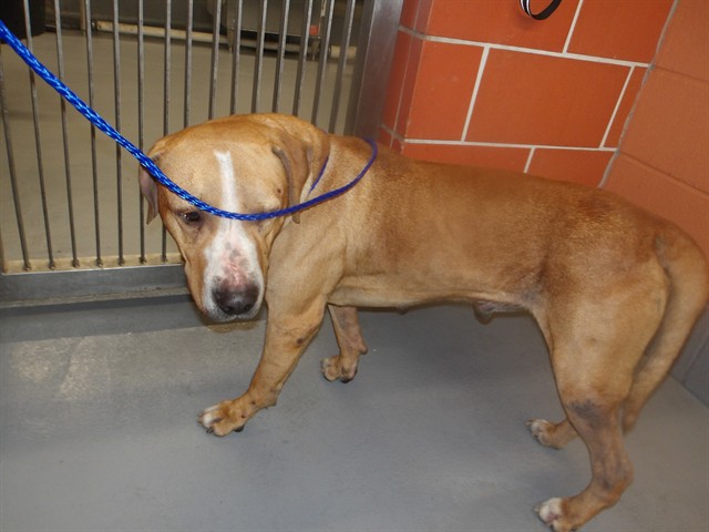 Rex at Chicago Animal Care and Control