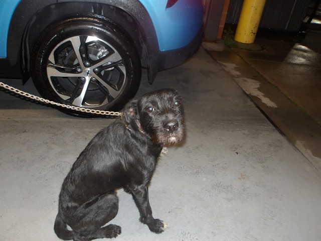 Dog A322114 at Chicago Animal Care and Control