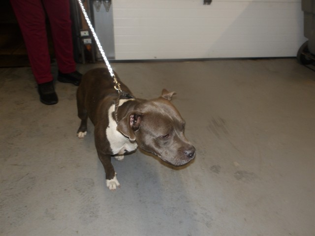 American Bulldog / Bulldog at Chicago Animal Care and Control