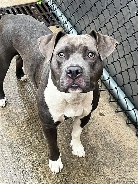Leeza, adoptable American Bulldog / Bulldog at Chicago Animal Care and Control