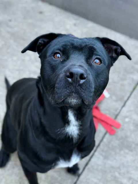 Tahiti, adoptable American Pit Bull Terrier at Chicago Animal Care and Control