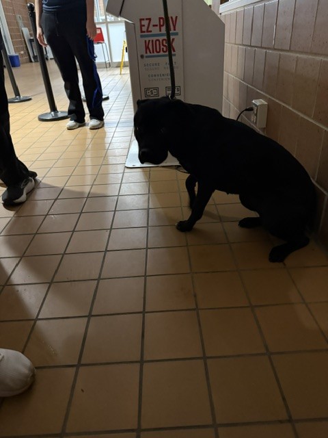 American Pit Bull Terrier at Chicago Animal Care and Control