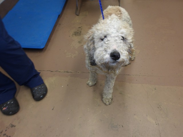 Poodle at Chicago Animal Care and Control