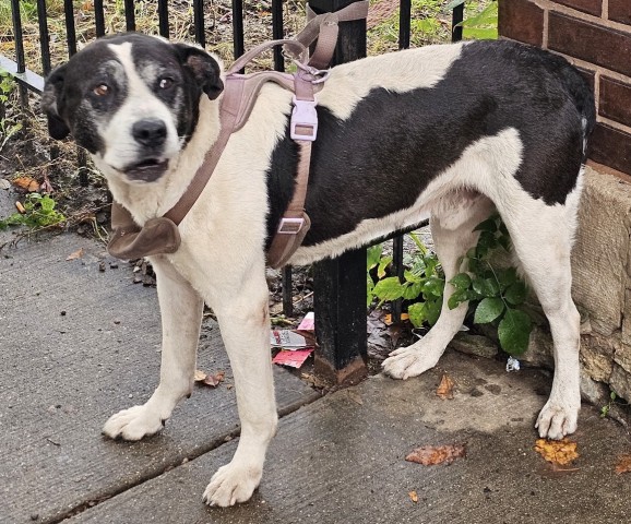 Border Collie at Chicago Animal Care and Control