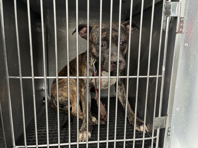 American Pit Bull Terrier at Chicago Animal Care and Control