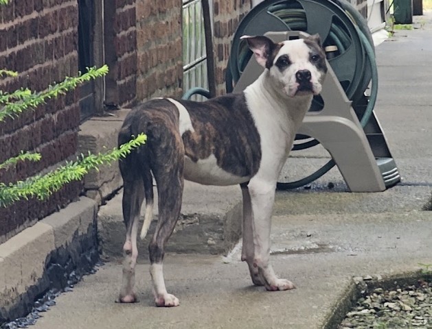 American Pit Bull Terrier at Chicago Animal Care and Control