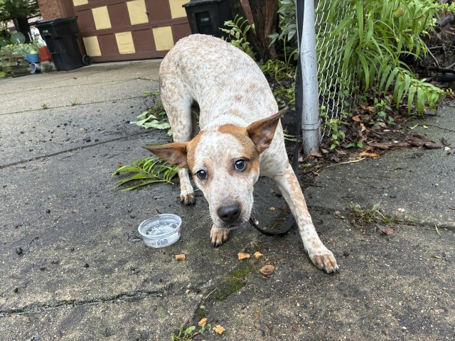Australian Cattle Dog at Chicago Animal Care and Control