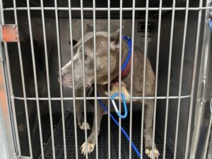 Lupe, adoptable American Pit Bull Terrier at Chicago Animal Care and Control
