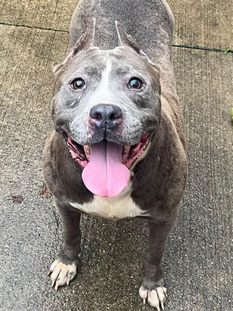 Lupe, adoptable American Pit Bull Terrier at Chicago Animal Care and Control