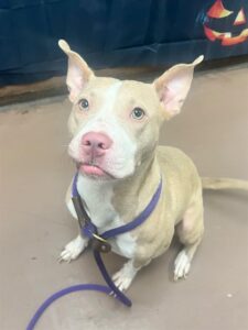 Inaya, adoptable American Pit Bull Terrier at Chicago Animal Care and Control