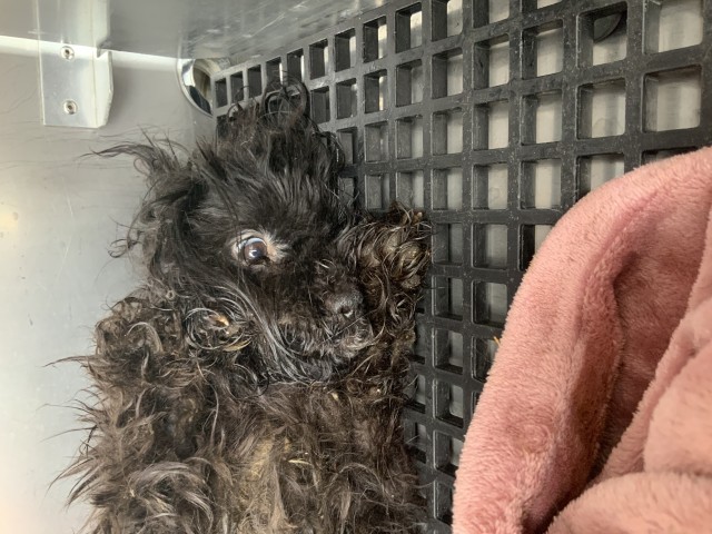 Shih Tzu at Chicago Animal Care and Control