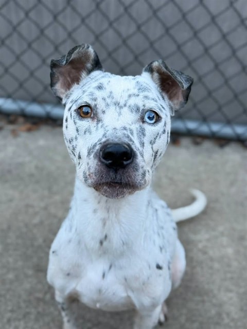 Melissa, adoptable American Pit Bull Terrier at Chicago Animal Care and Control