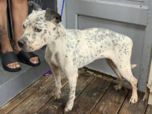 Mamas, adoptable American Pit Bull Terrier at Chicago Animal Care and Control