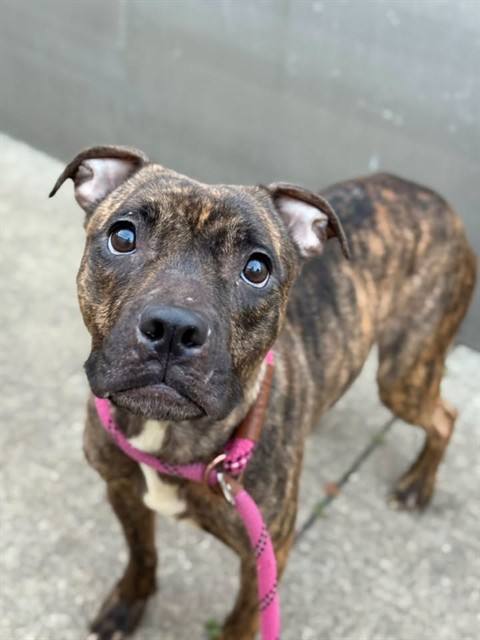 Muffet, adoptable American Pit Bull Terrier at Chicago Animal Care and Control