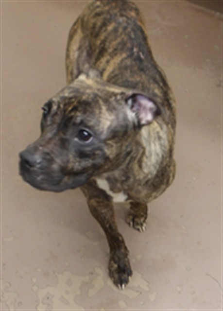 American Pit Bull Terrier at Chicago Animal Care and Control