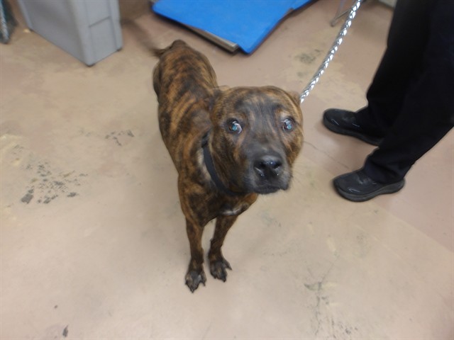 American Pit Bull Terrier at Chicago Animal Care and Control