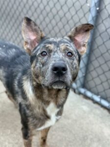 Banzai, adoptable Australian Cattle Dog at Chicago Animal Care and Control