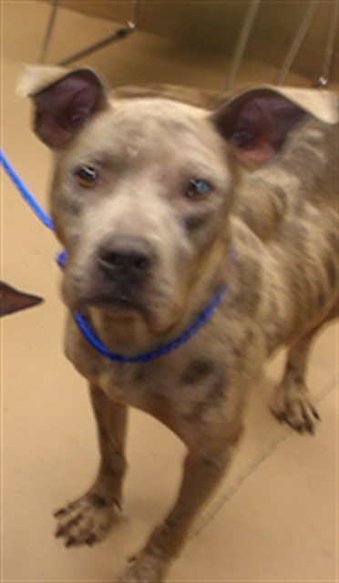 American Pit Bull Terrier at Chicago Animal Care and Control