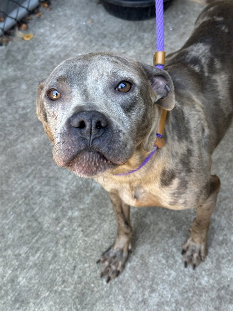 Gingham, adoptable American Pit Bull Terrier at Chicago Animal Care and Control