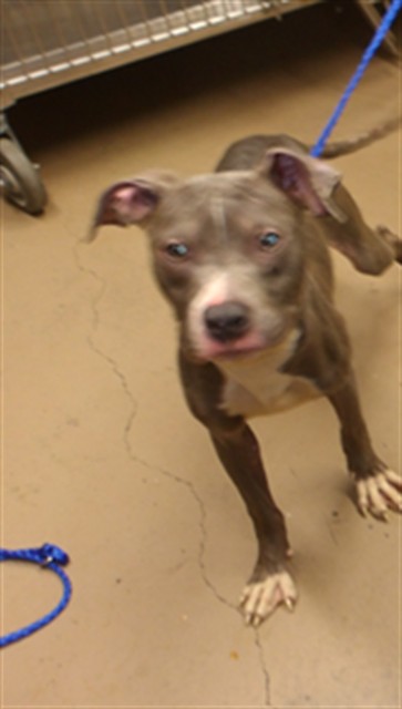 American Pit Bull Terrier at Chicago Animal Care and Control