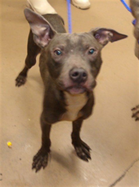 American Pit Bull Terrier at Chicago Animal Care and Control