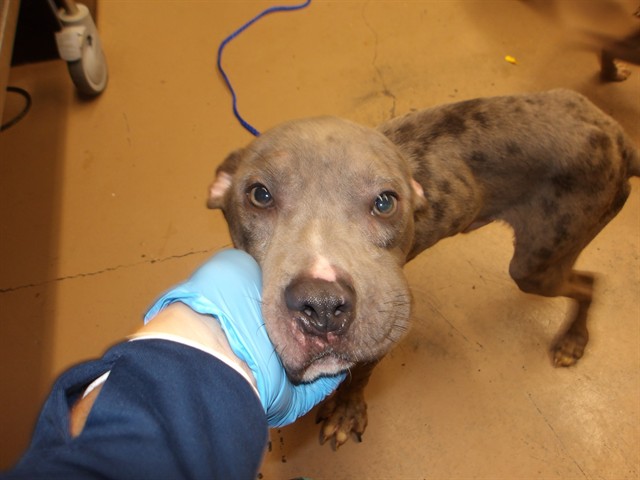 American Pit Bull Terrier at Chicago Animal Care and Control
