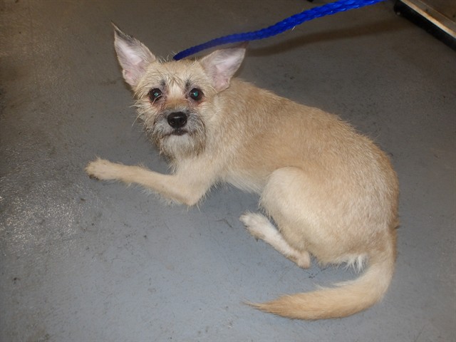 Dog A322165 at Chicago Animal Care and Control