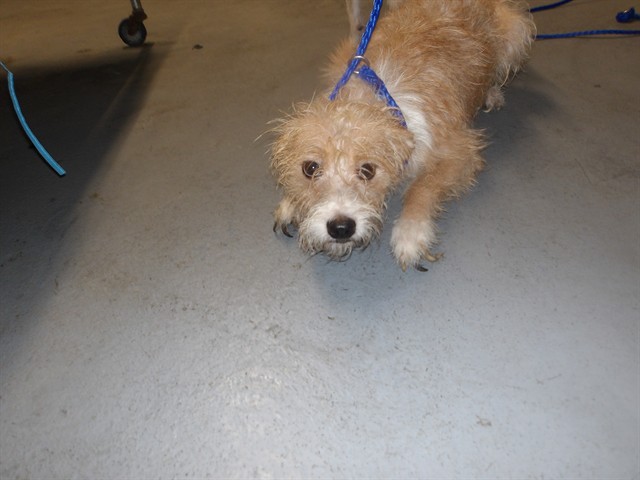 Dog A322166 at Chicago Animal Care and Control