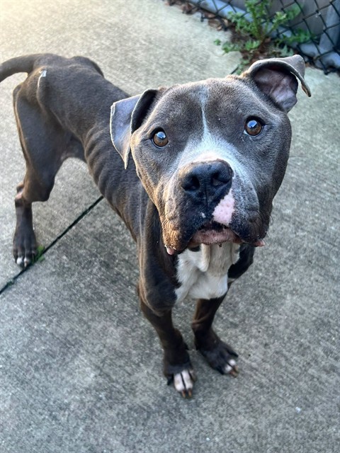 Darwin, adoptable American Pit Bull Terrier at Chicago Animal Care and Control
