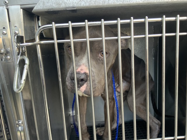 American Pit Bull Terrier at Chicago Animal Care and Control