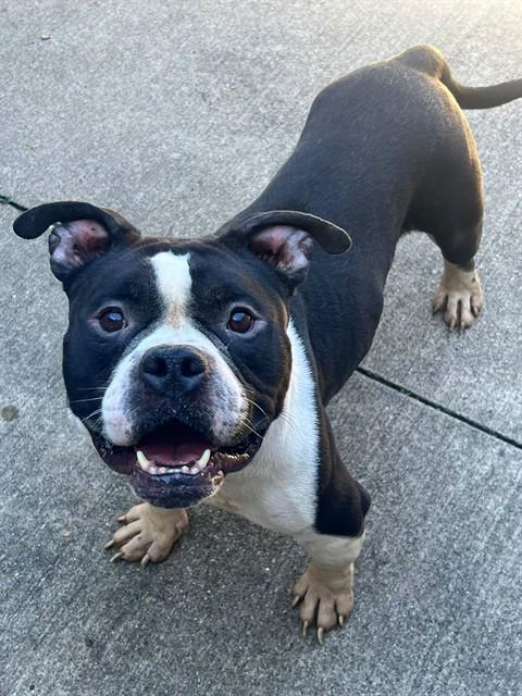 Marcello, adoptable American Pit Bull Terrier at Chicago Animal Care and Control