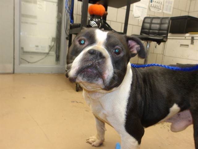 American Pit Bull Terrier at Chicago Animal Care and Control