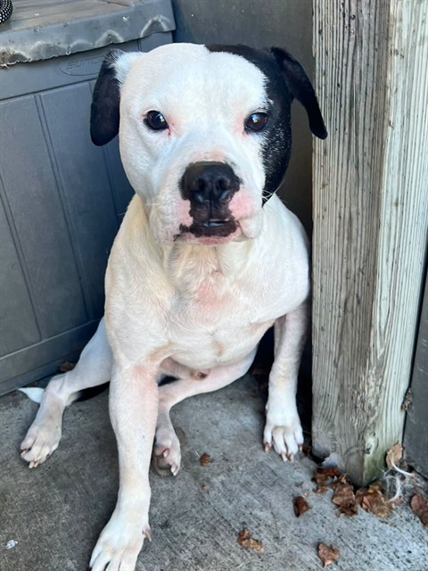 Calvin, adoptable American Pit Bull Terrier at Chicago Animal Care and Control
