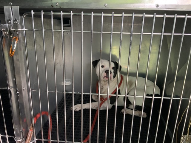 American Pit Bull Terrier at Chicago Animal Care and Control