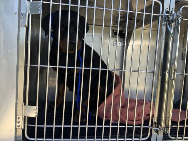 Rottweiler at Chicago Animal Care and Control